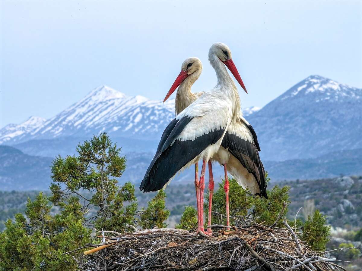 Konya’da doğanın en zarif nöbeti! Leylekler Vadisi’nde kuluçka heyecanı 6
